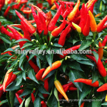 Sichuan hot pepper seeds for planting